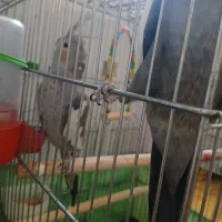 عروس هلندی جفت