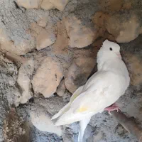 معامله با کبوتر