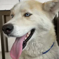 واگذاری هاسکی