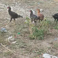 خروس لاری