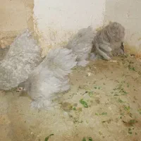 تخم مرغ نطفه دار ابریشمی، لهستانی، کوشین، ویاندوت|حیوانات مزرعه|خمینی‌شهر, |دیوار