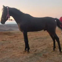 اسب