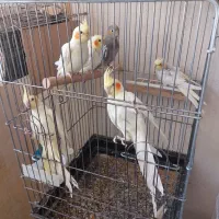 عروس هلندی|پرنده|شیراز, گویم|دیوار