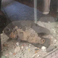 اکواریوم ماهی اسکار بزرگ|ماهی|بندرعباس, |دیوار