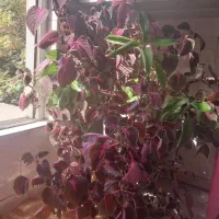 گل حسن یوسف