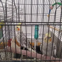 عروس هلندی نیم اهلی سخنگو|پرنده|مراغه, |دیوار