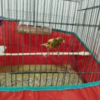 قناری نر ....