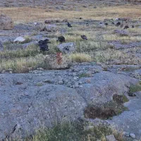 جوجه بوقلمون