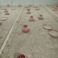 کود بلدرچین