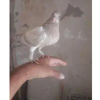 کفتر