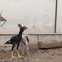 مرغ سفید اوشامو آلمانی