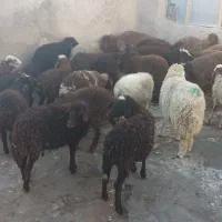 سی راس بره نر و ماده|حیوانات مزرعه|کرمانشاه, |دیوار