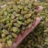 کشمش سایه خشک