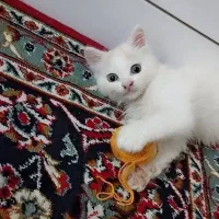 گربه پرشین|گربه|شوش, |دیوار