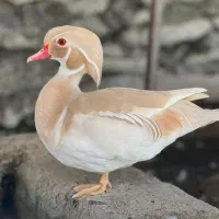 طاووس ماندارین|پرنده|کرج, کمالشهر|دیوار