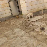 پاکوتاه فروشی