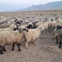 ۱۰۰راس میش|حیوانات مزرعه|فراشبند, |دیوار