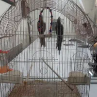 فروش عروس هلندی