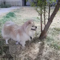 سگ خارجی نژاد پامرین