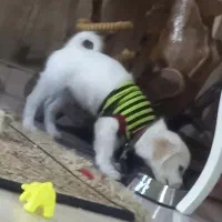 اشپیتز قیمت 5فوری|سگ|کهریزک, |دیوار