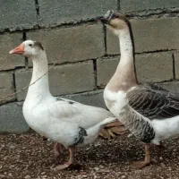 قوقاز جوان و سالم