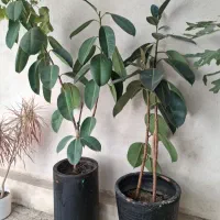 گل فیکوس با گلدان سرامیکی