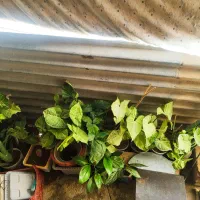 ارزونی|حراج|سرپل ذهاب, |دیوار