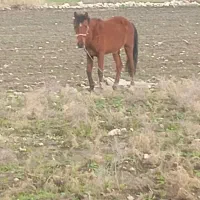 اسب ابستن|اسب و تجهیزات اسبسواری|دهدشت, |دیوار