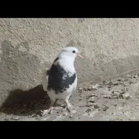 جوجه طوقی کاکل معاوضه با مرغ