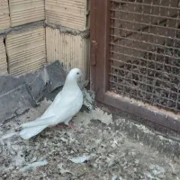 کبوتر|پرنده|آران و بیدگل, |دیوار