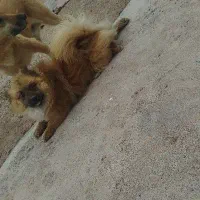 سگ پاکوتا