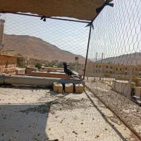 کبوتر|پرنده|شیراز, سینما سعدی|دیوار