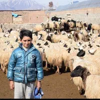 گوسفند زنده  درتمام تهران