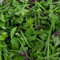 سبزی