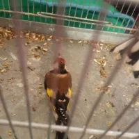 2عدد‌سهره‌نرقلمی‌و‌گل‌بلند|پرنده|اردبیل, |دیوار