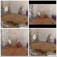 کبوتر ریش زرد