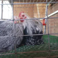 مولد کوشین دارک