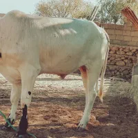 یک راس گاو نر سفید و یک راس پرو گوشتی|حیوانات مزرعه|قشم, |دیوار