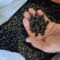 بذر پالم فینیکس مجنون و پالم آبی مجنون|گل و گیاه طبیعی|بندر انزلی, جزیره|دیوار