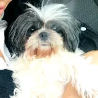 واگزاری شیتزو|سگ|آمل, |دیوار