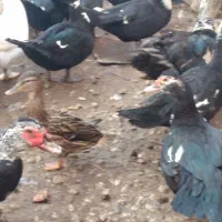 اردک اسراعیلی|حیوانات مزرعه|بهشهر, |دیوار