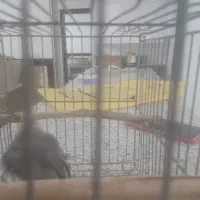 یک عروس هلندی نر بالغ|پرنده|کبودرآهنگ, |دیوار