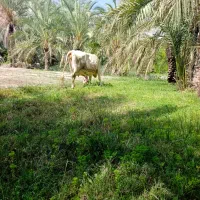 گاو شیری با گوساله
