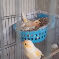 قناری جفت|پرنده|ساوه, |دیوار