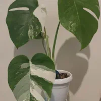 گیاه مانسترا  و تریکالر  برگ انجیری  مانسترا تای