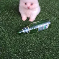 سگ پامر خرسی سایز ریز|سگ|قائم‌شهر, |دیوار