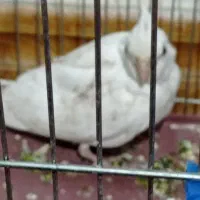 جوجه عروس هلندی سفید