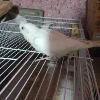 عروس هلندی|پرنده|بندرعباس, |دیوار