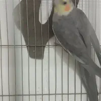 عروس هلندی نر