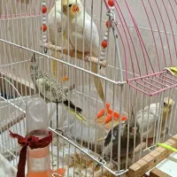 فروش عروس هلندی